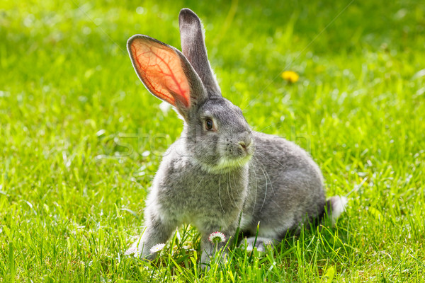 Stock photo: Gray rabbit in green grass