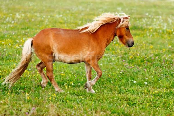 Mały kucyk konia spaceru dziedzinie charakter Zdjęcia stock © icefront