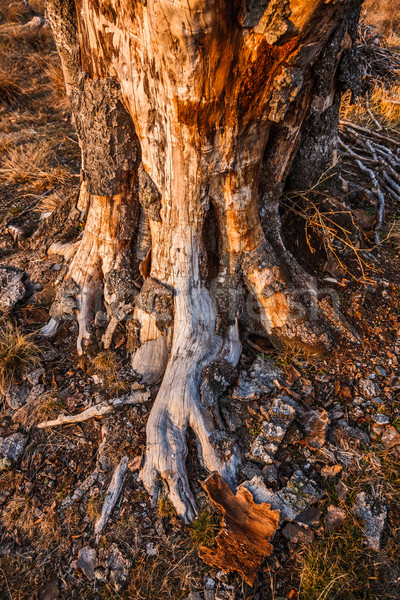 Gizemli kökleri ağaç orman gün batımı Stok fotoğraf © icefront