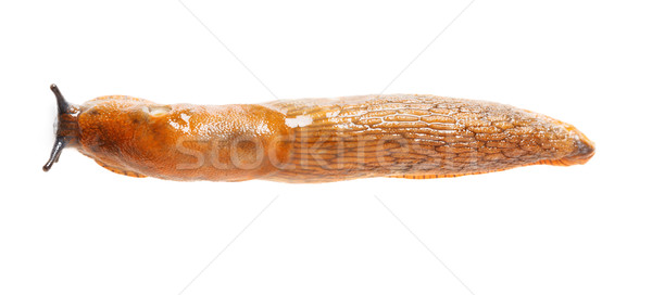 Spanish slug - Arion vulgaris Stock photo © icefront