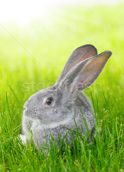 Grijs konijn groen gras jonge huiselijk voorjaar Stockfoto © icefront