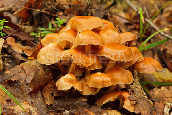 Stockfoto: Groep · champignons · bos · najaar · voedsel · natuur