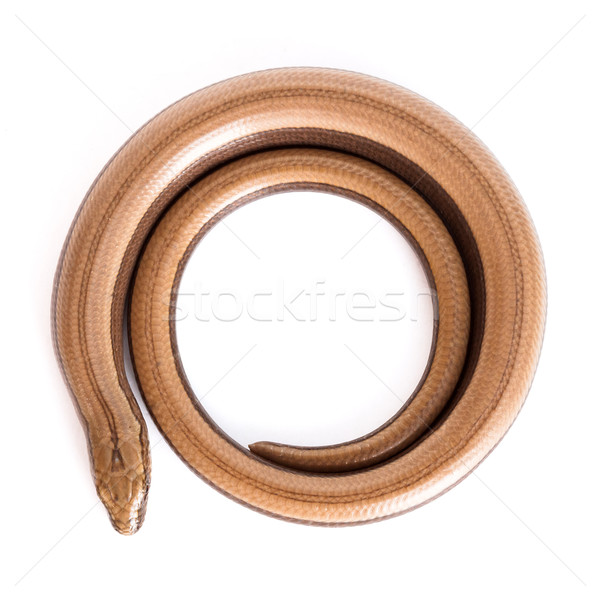 Slow worm or legless lizard Stock photo © icefront