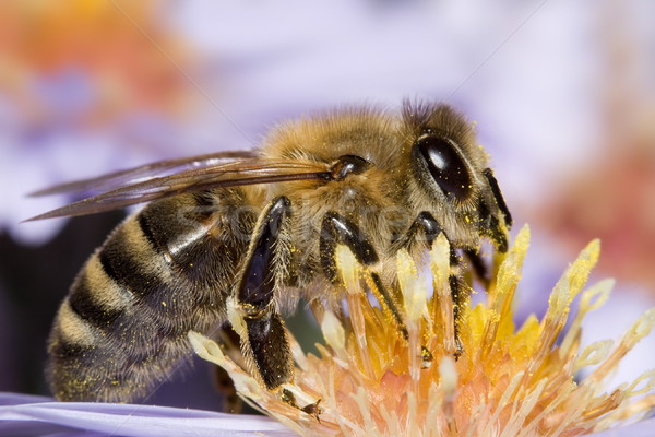 Bee on flower Stock photo © icefront