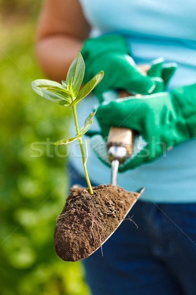 Plant in earth on a small spade Stock photo © icefront