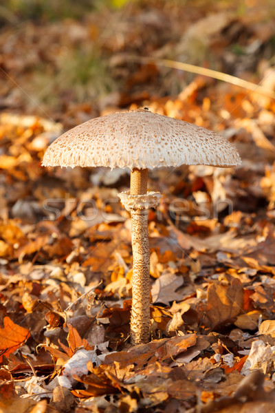 Parasol mushroom in forest Stock photo © icefront