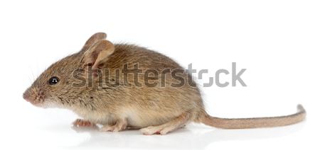 Side view of house mouse (Mus musculus) Stock photo © icefront