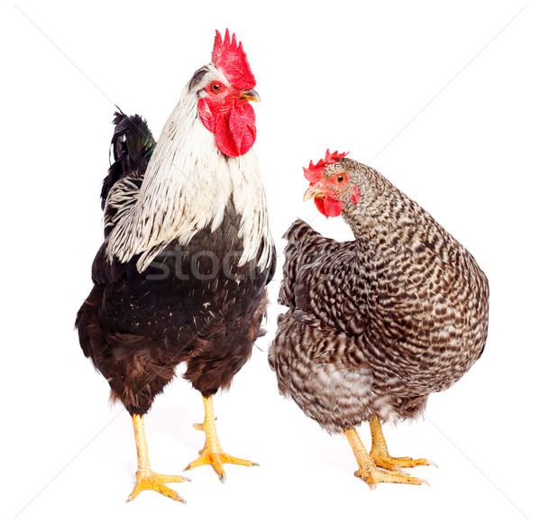Rooster and chicken on white background Stock photo © icefront