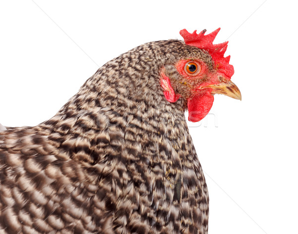 Speckled chicken portrait Stock photo © icefront