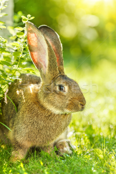 Brown rabbit near bush Stock photo © icefront