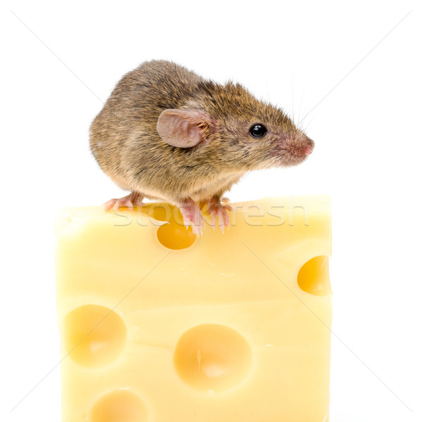 House mouse (Mus musculus) on big cheese Stock photo © icefront