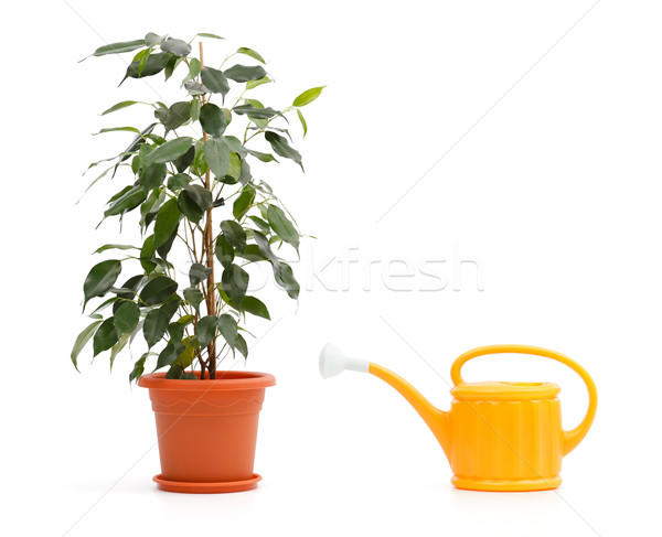 Ficus Benjamina and sprinkling can Stock photo © icefront