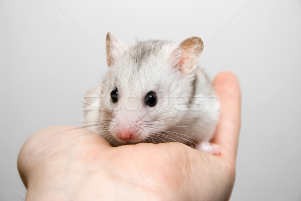 Hamster hand witte vergadering dier menselijke Stockfoto © icefront