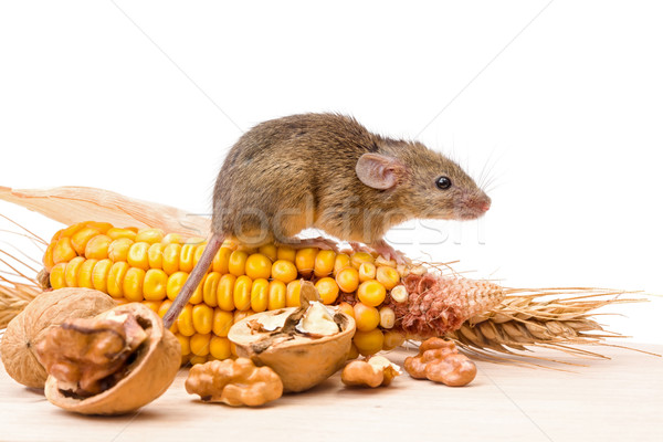 House mouse (Mus musculus) with walnut and corn Stock photo © icefront