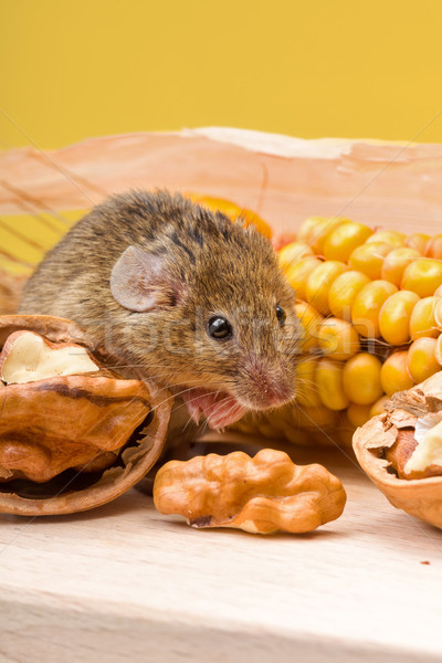 House mouse (Mus musculus) with walnut and corn Stock photo © icefront