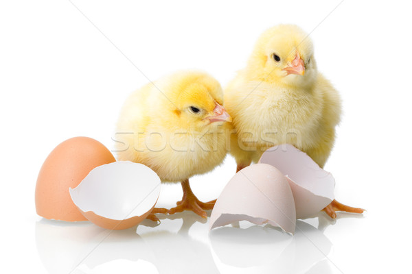 Yellow newborn chickens with egg shells Stock photo © icefront