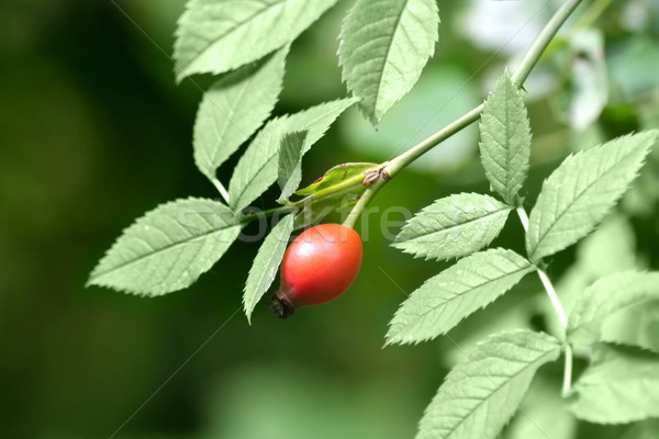 Rose hip (rosa canina) Stock photo © icefront