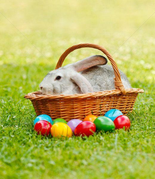 Szary królik wiklina koszyka kolorowy Easter Eggs Zdjęcia stock © icefront