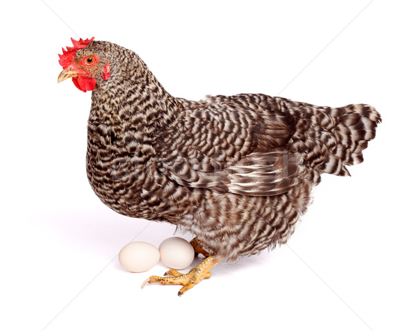 Speckled chicken with eggs Stock photo © icefront