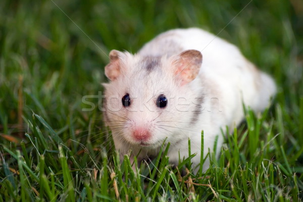 Witte hamster kijken voorzichtig gras ogen Stockfoto © icefront