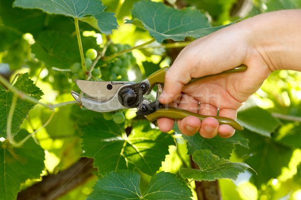 Pruner cutting grape tree Stock photo © icefront