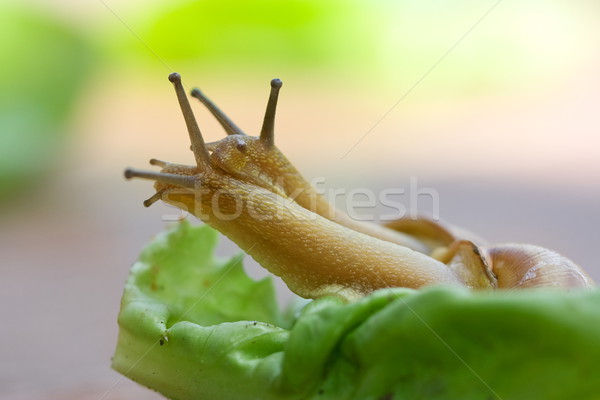 Snails on lettuce Stock photo © icefront