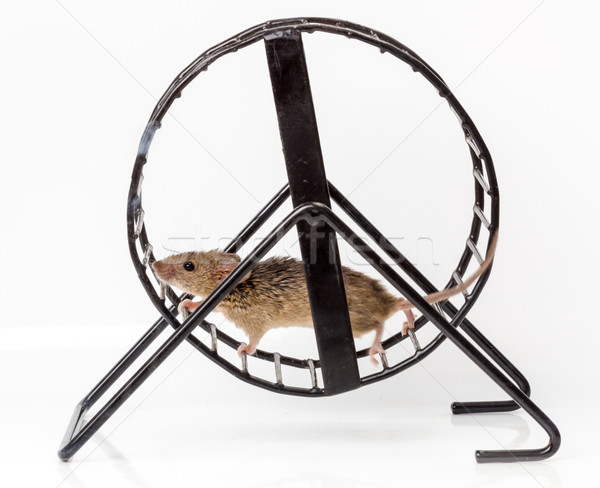 Captured house mouse (Mus musculus) in treadwheel Stock photo © icefront