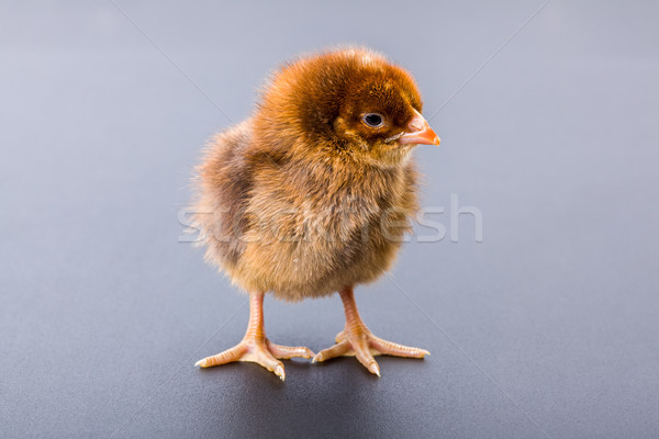 Newborn brown chicken on black Stock photo © icefront