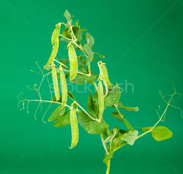 [[stock_photo]]: Vert · pois · branche · alimentaire · santé · fond