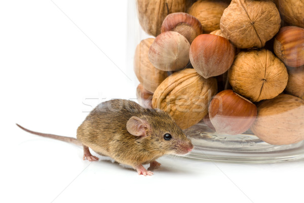 House mouse near walnut and corn jar Stock photo © icefront