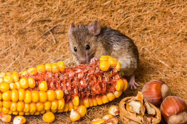 House mouse (Mus musculus) eating corn Stock photo © icefront