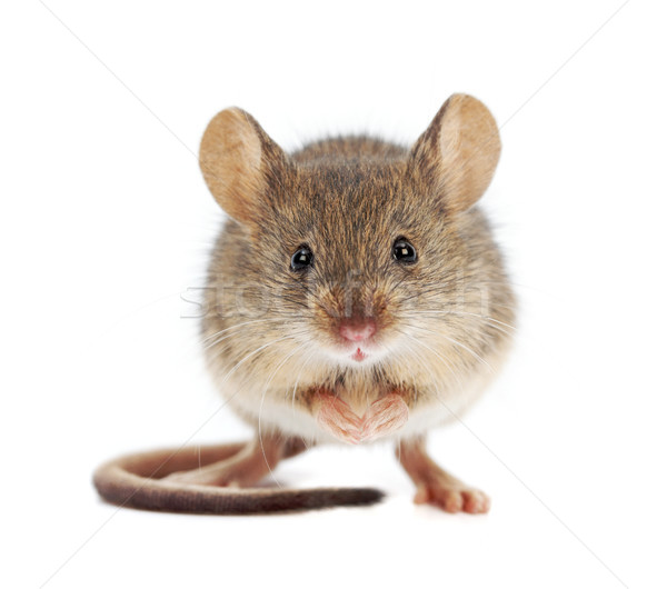 House mouse standing (Mus musculus) Stock photo © icefront