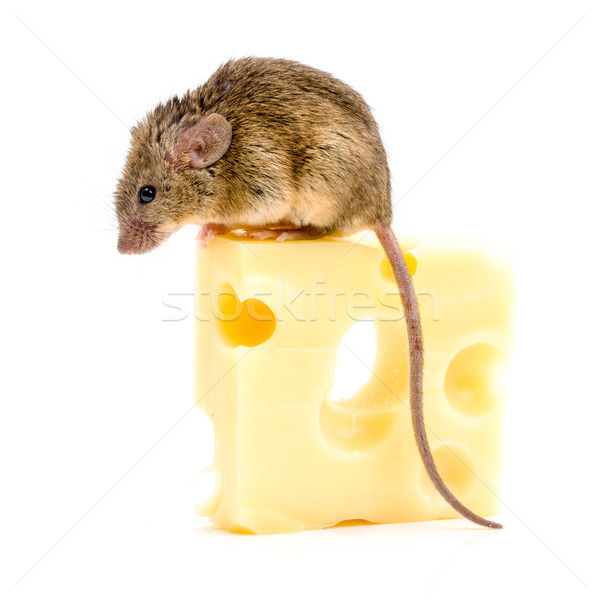 House mouse (Mus musculus) on big cheese Stock photo © icefront