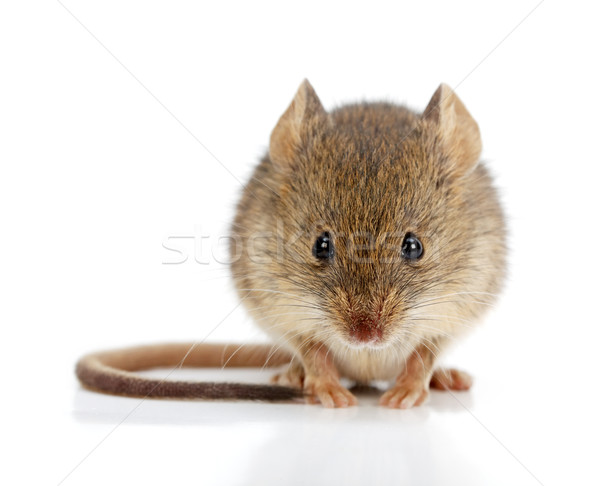 House mouse (Mus musculus) Stock photo © icefront