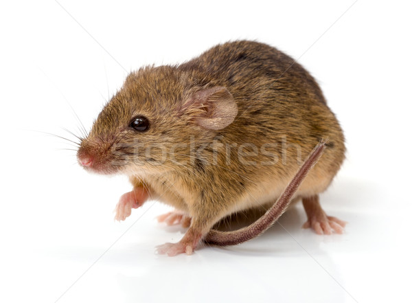 House mouse (Mus musculus) Stock photo © icefront