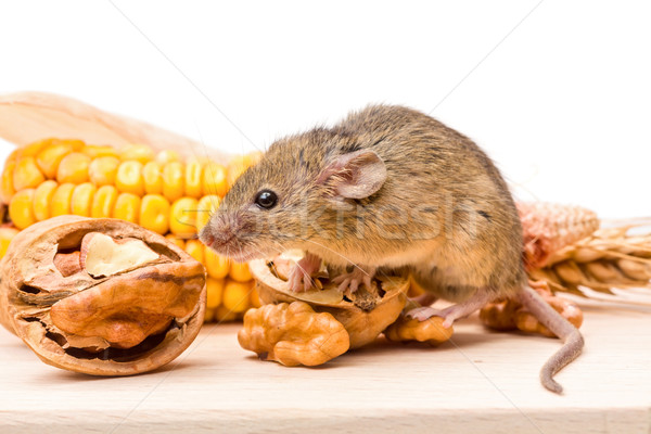 House mouse (Mus musculus) with walnut and corn Stock photo © icefront