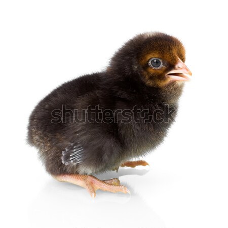 Black newborn chicken on reflective white Stock photo © icefront