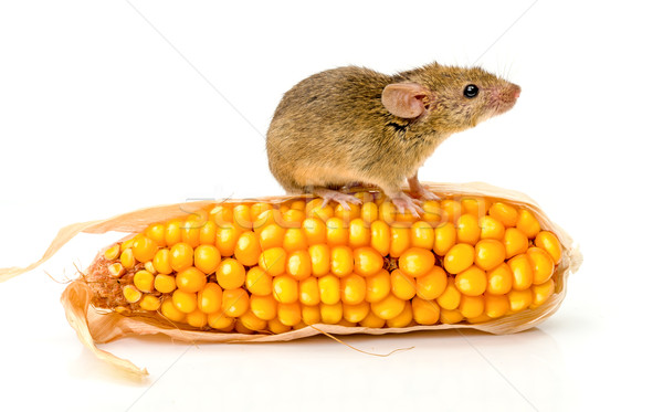 House mouse (Mus musculus) on corn Stock photo © icefront