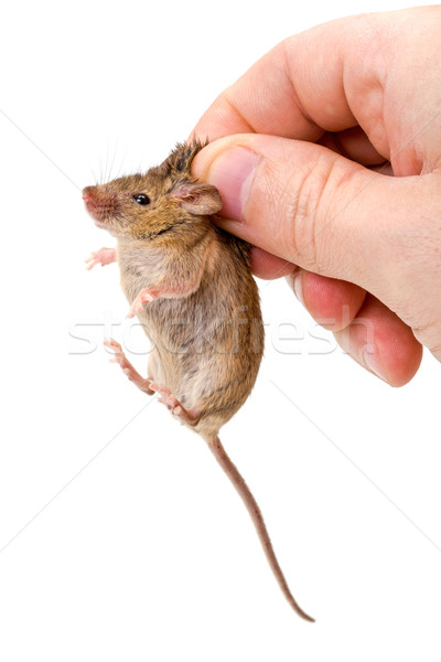 Captured house mouse (Mus musculus) Stock photo © icefront