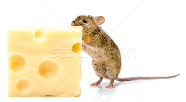 House mouse (Mus musculus) eating cheese Stock photo © icefront