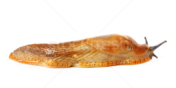 Spanish slug - Arion vulgaris Stock photo © icefront