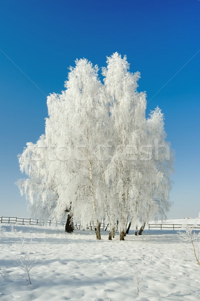 Winter Landschaft Bäume kalten Tag schönen Stock foto © icefront