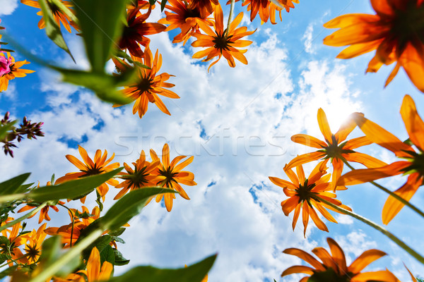 Echinacea flowers and sky Stock photo © icefront