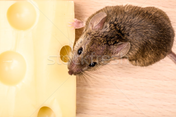 House mouse (Mus musculus) eating cheese Stock photo © icefront