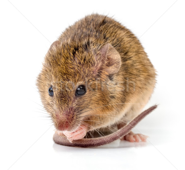 House mouse (Mus musculus) Stock photo © icefront