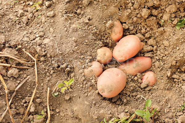 Vermelho batatas solo campo fazenda Foto stock © icefront