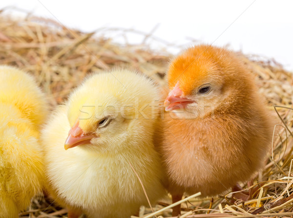 Yellow and brown chickens in nest Stock photo © icefront