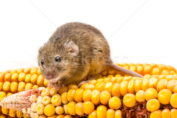 House mouse (Mus musculus) on corn Stock photo © icefront