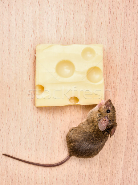 House mouse (Mus musculus) eating cheese Stock photo © icefront