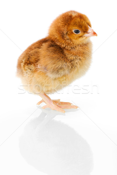 Brown newborn chicken on reflective white Stock photo © icefront